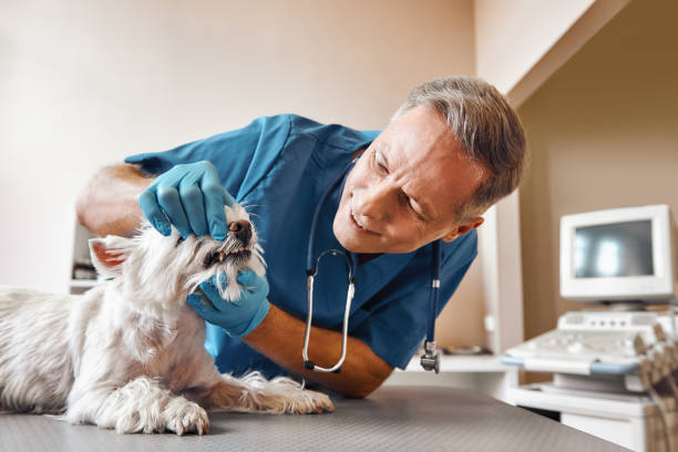 Best Weekend Emergency Dentist in Montpelier, VT
